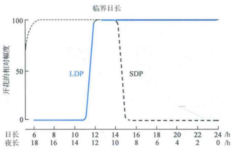 长日照与短日照植物对临界日长的不同反应