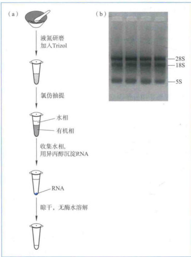总RNA提取流程及样品电泳