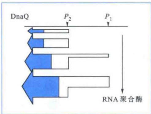 DnaQ操纵子受RNA聚合酶活性调节
