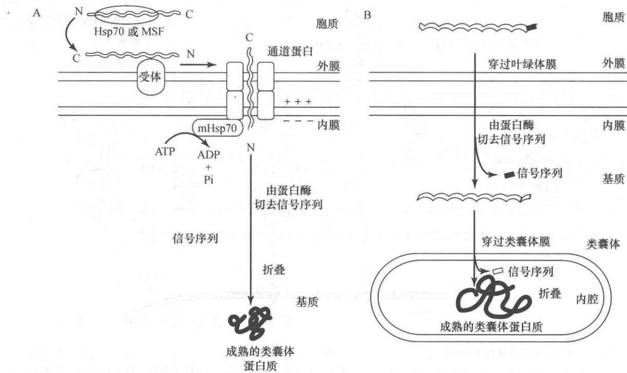线粒体和叶绿体蛋白质的定位