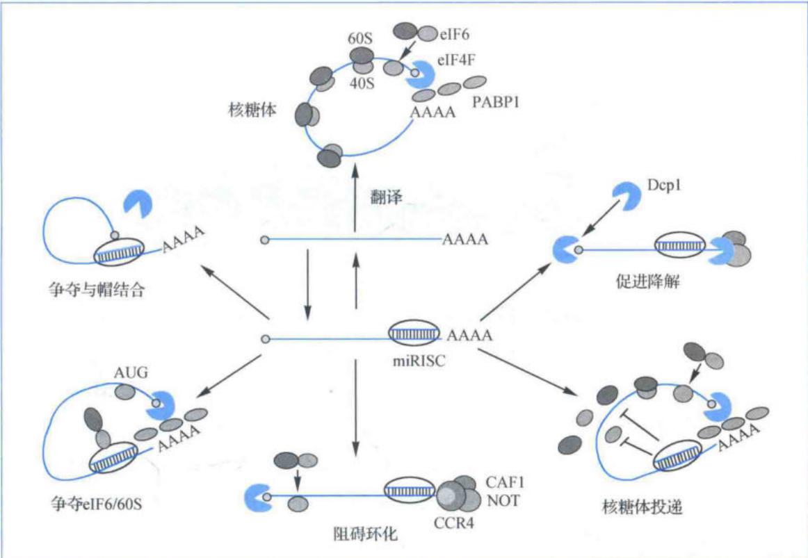 miRNA介导的翻译抑制机制