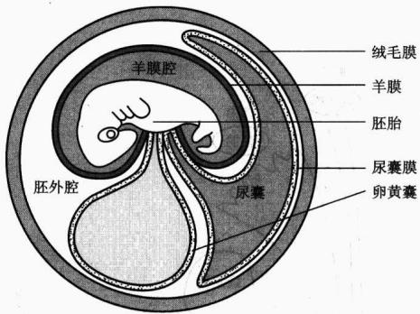 羊膜、绒毛膜、尿囊和卵黄囊的关系