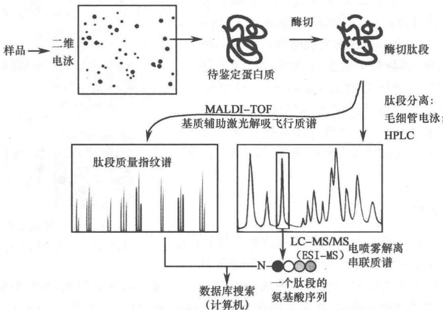 二维电泳及质谱高通量分离鉴定蛋白质