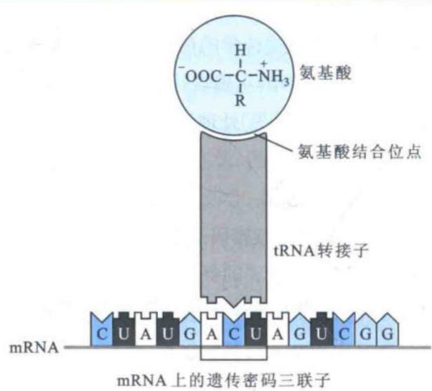 tRNA破译mRNA三联密码子的原始构想