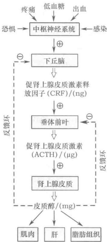 内分泌激素释放的级联放大和反馈调节