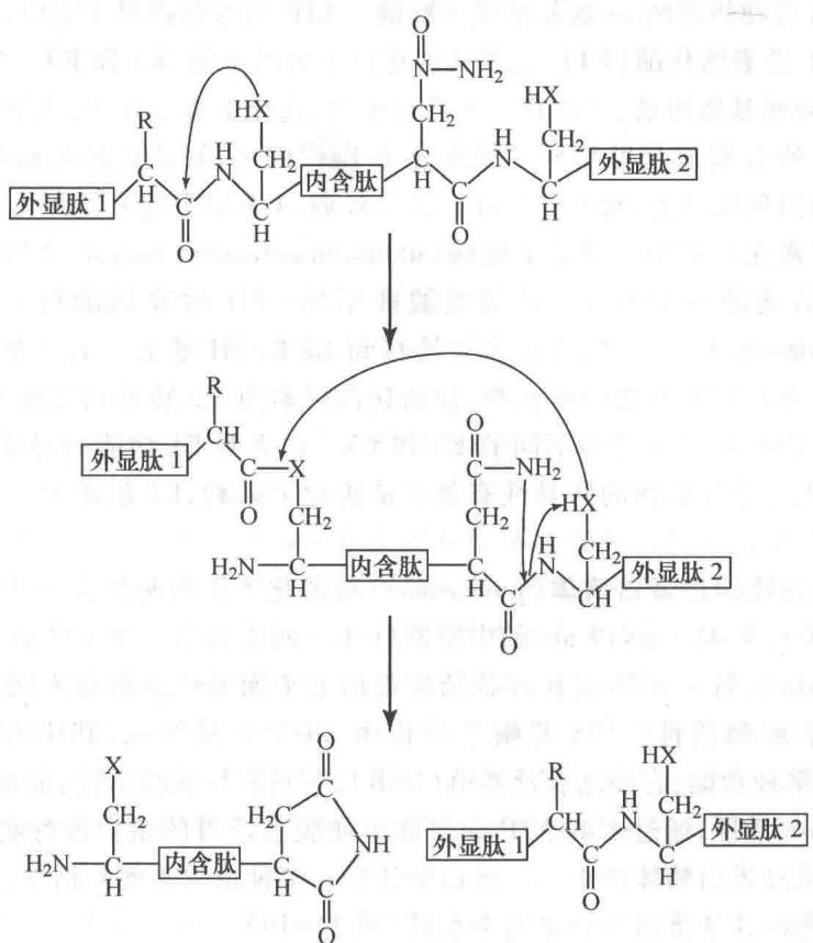 蛋白质剪接过程