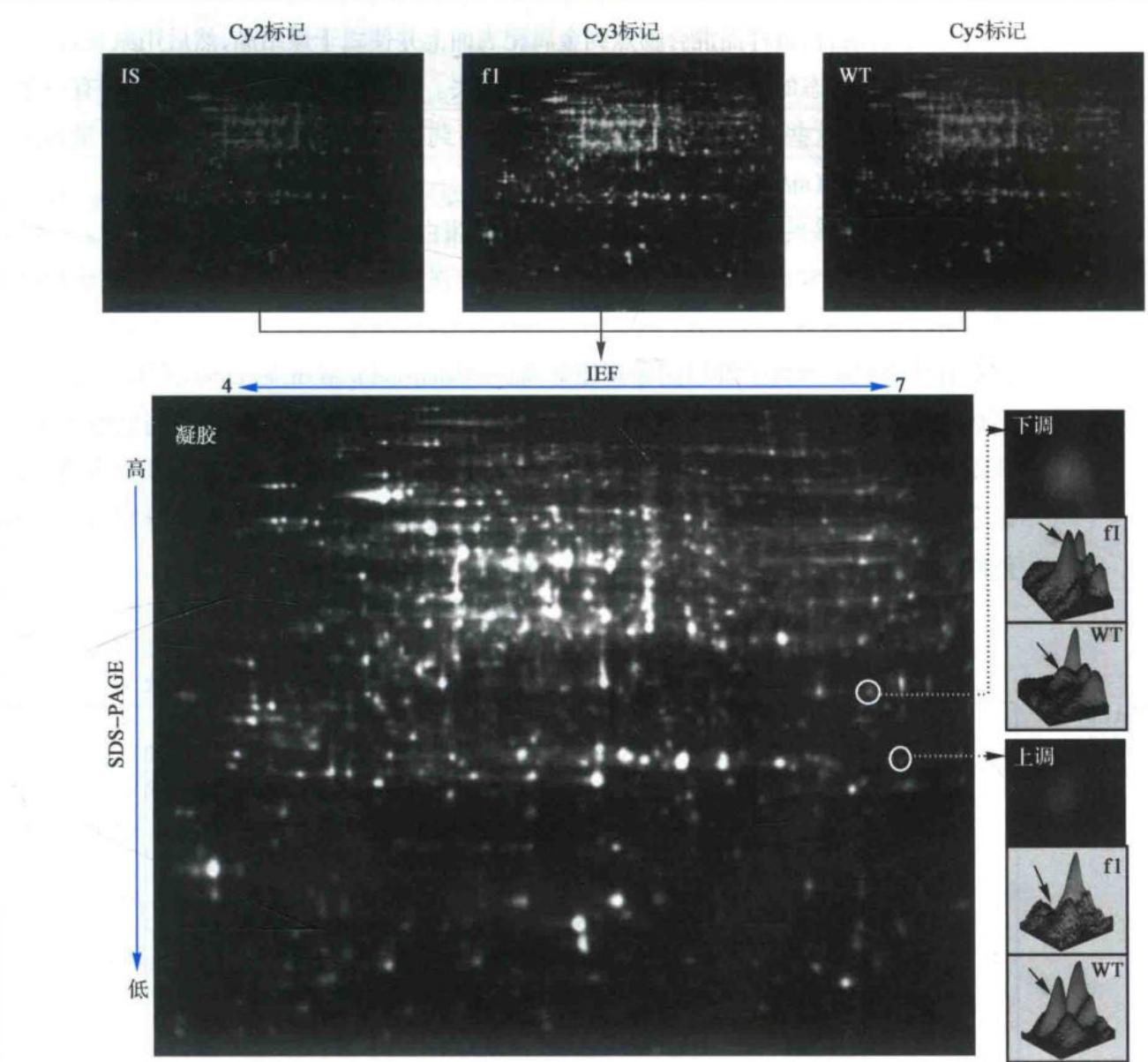野生型与突变体蛋白质的2D-DIGE比较