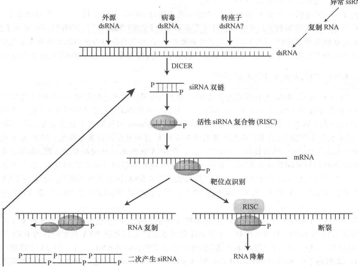 RNA干扰途径