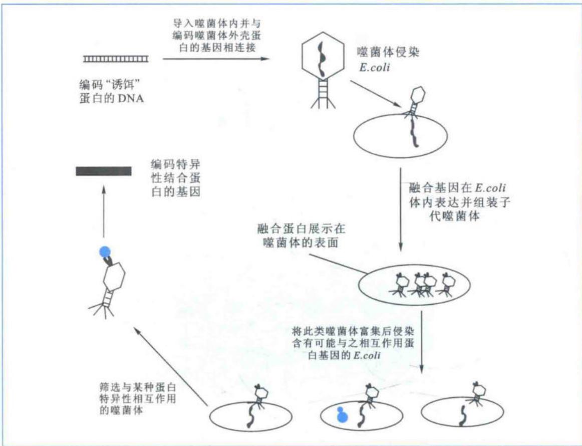 噬菌体展示技术研究蛋白质相互作用