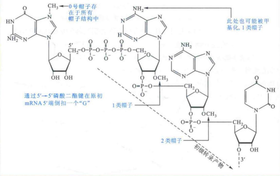 真核生物mRNA的帽子结构