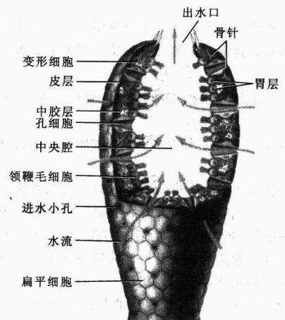 海绵动物体壁和水流通路