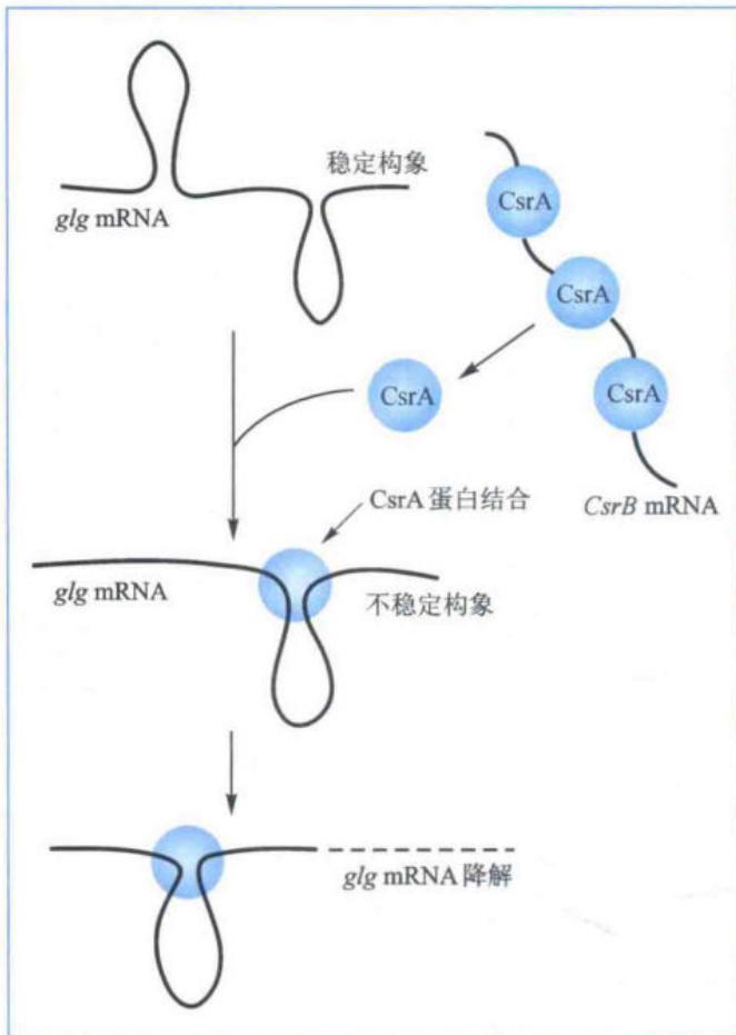CsrA调控glg mRNA稳定性