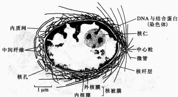细胞核的核被膜、染色质、核仁和核骨架
