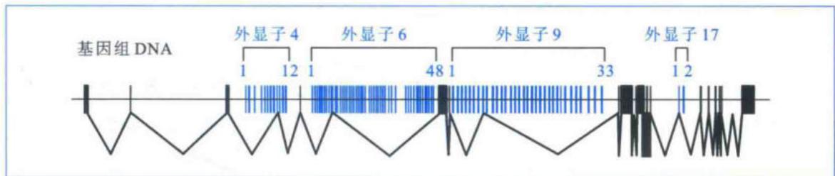 果蝇Dscam基因可产生38 000多种可能的mRNA异构体
