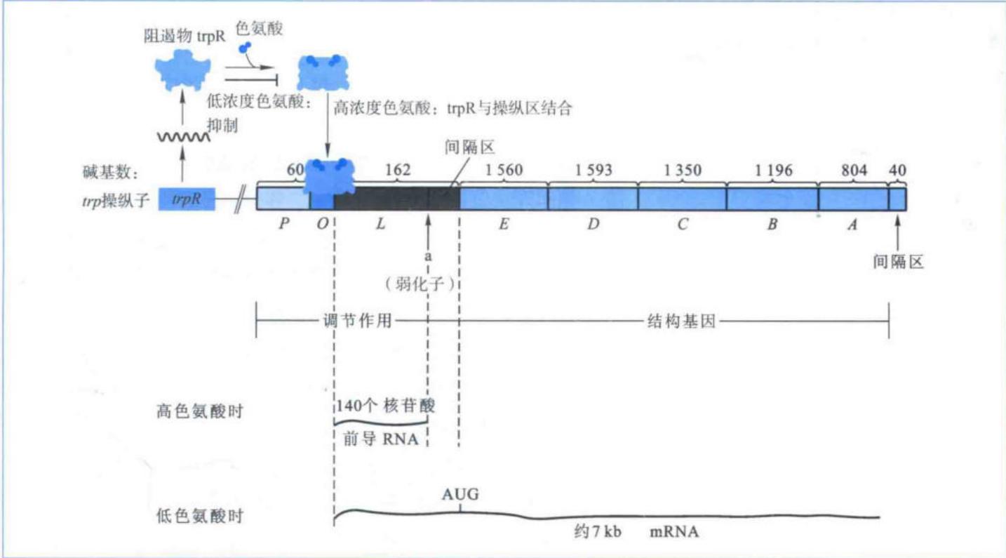 大肠杆菌trp操纵子的阻遏系统