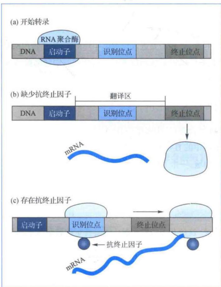 抗终止因子的通读作用