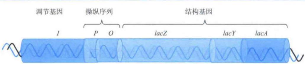lac操纵子的主要组分