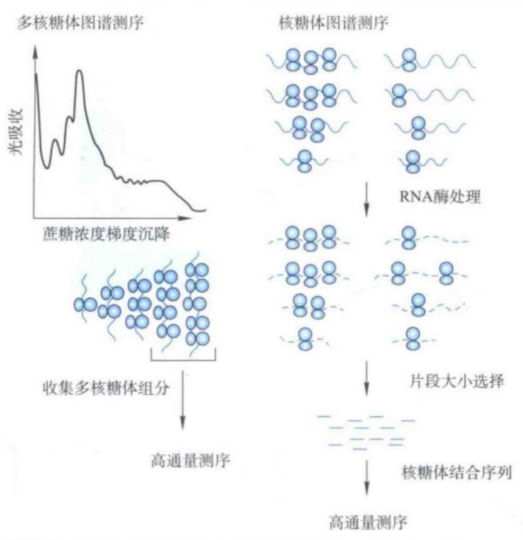 多核糖体图谱测序与核糖体图谱测序原理比较