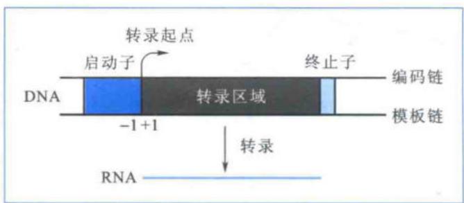 RNA转录单位