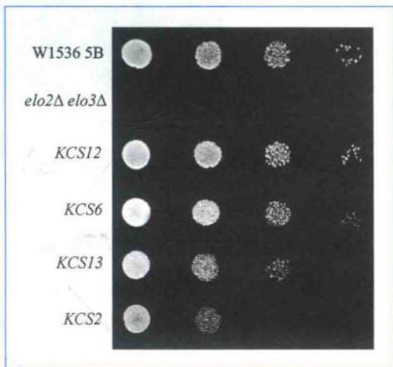 棉花KCS基因对酵母elo2Δelo3Δ突变体的互补