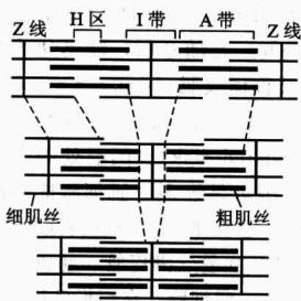 横纹肌肌小节结构与肌丝滑行