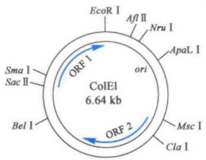 ColE1质粒载体