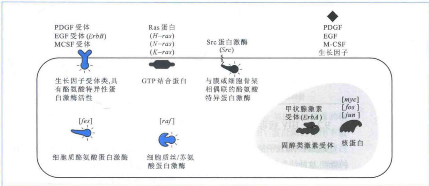 原癌基因参与细胞信号转导