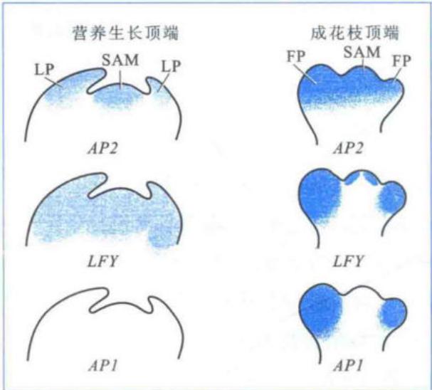 LFY、AP1和AP2在营养顶端与成花顶端的表达模式