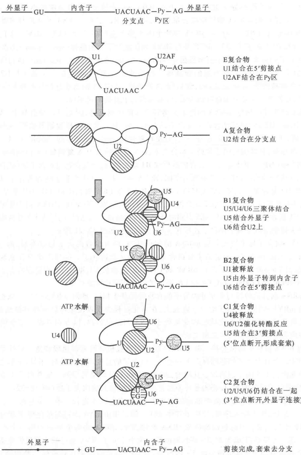 hnRNA的剪接过程