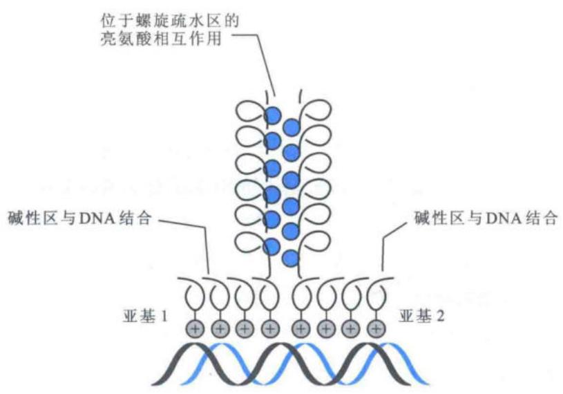 bZIP二聚体与调控区DNA结合