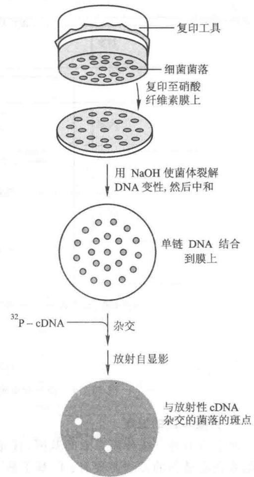 原位杂交筛选DNA重组体