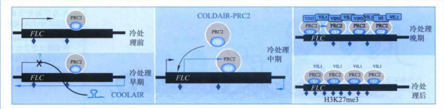 COLDAIR引导PRC2至FLC并形成H3K27三甲基化