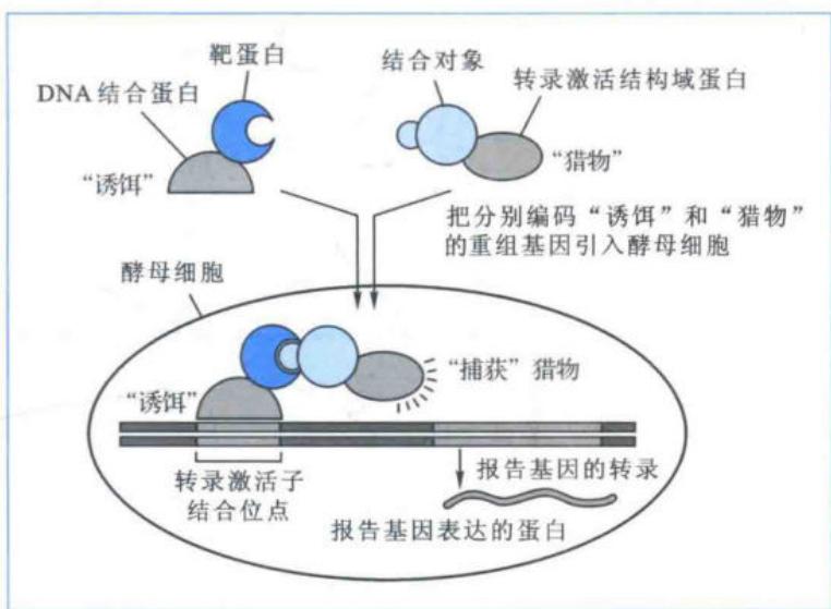酵母双杂交技术原理