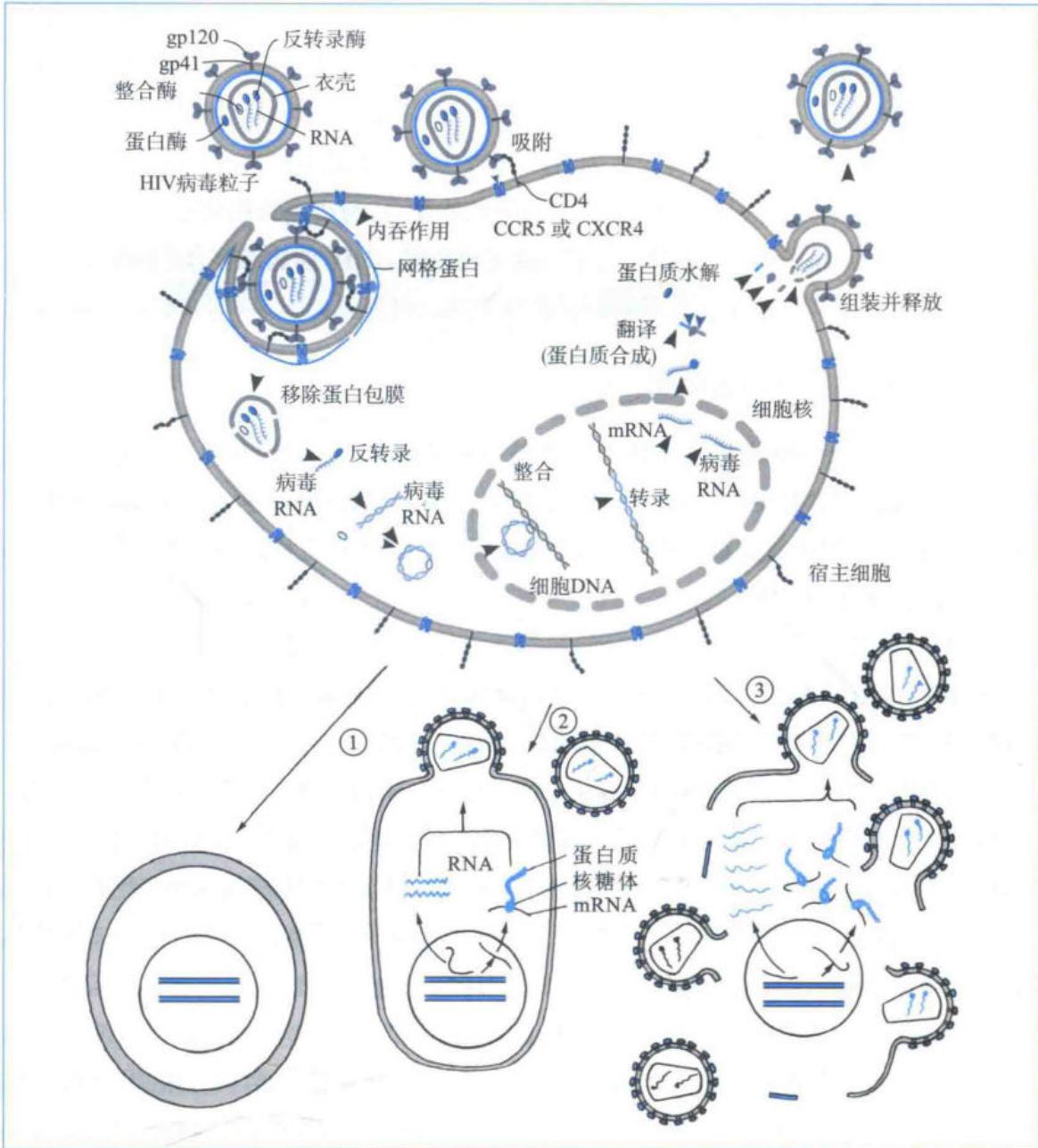 HIV-I在人体细胞内的复制与侵染