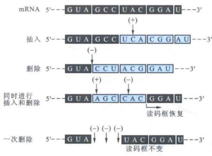 核苷酸插入或删除实验证明三联子密码