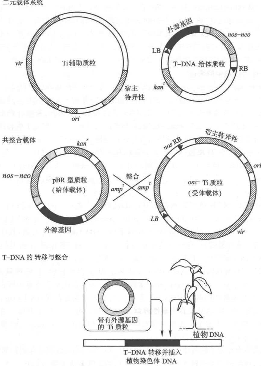 Ti质粒载体系统