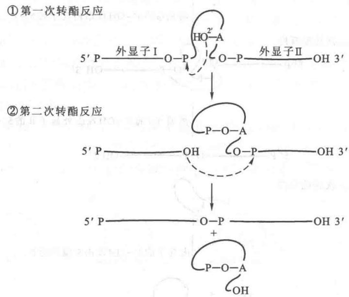 II型内含子的自我剪接