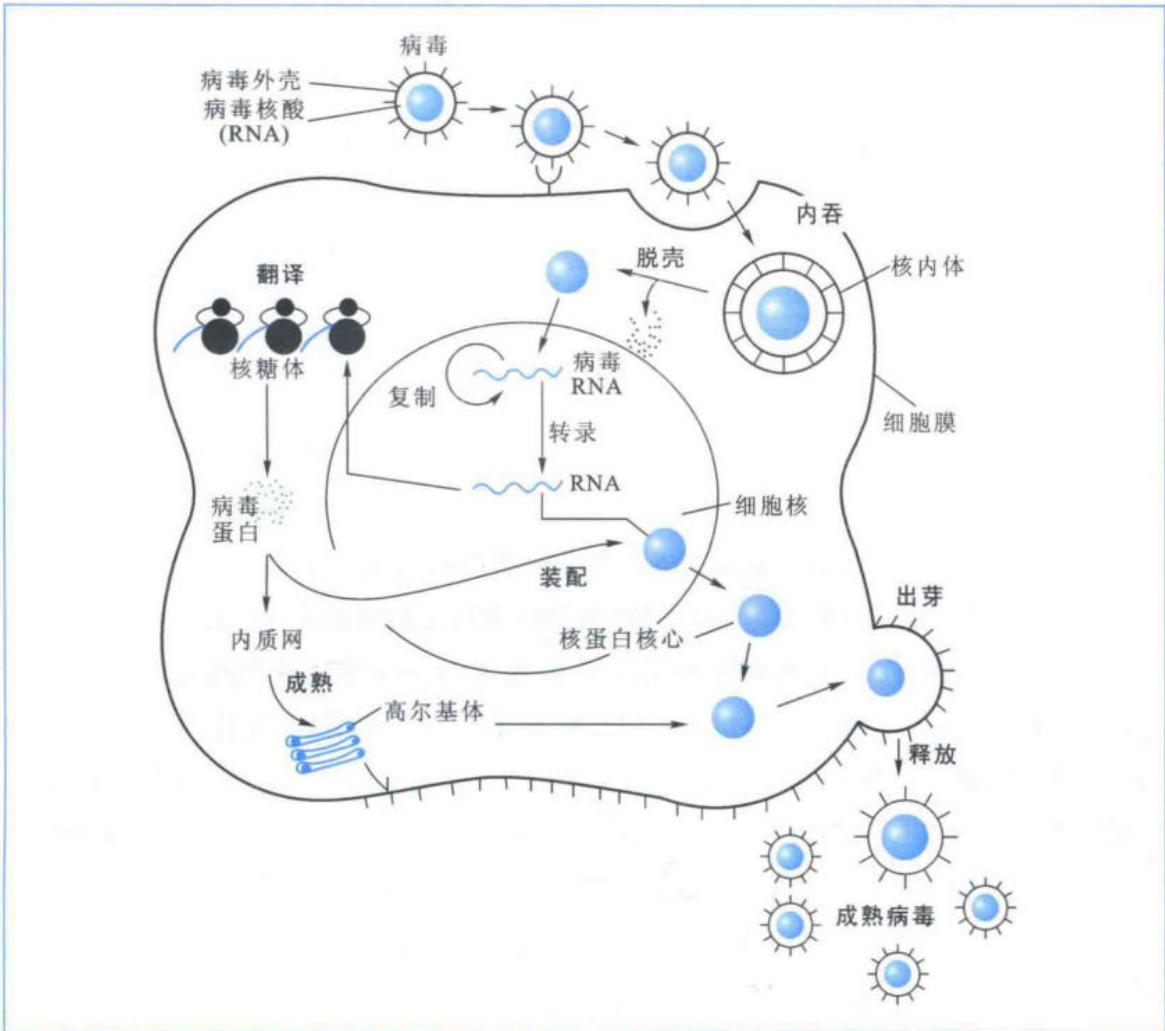 A型流感病毒进入宿主细胞及复制过程