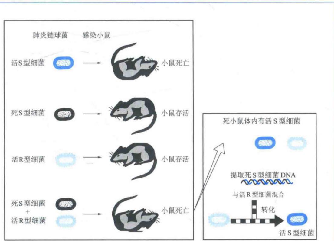 DNA是转化源
