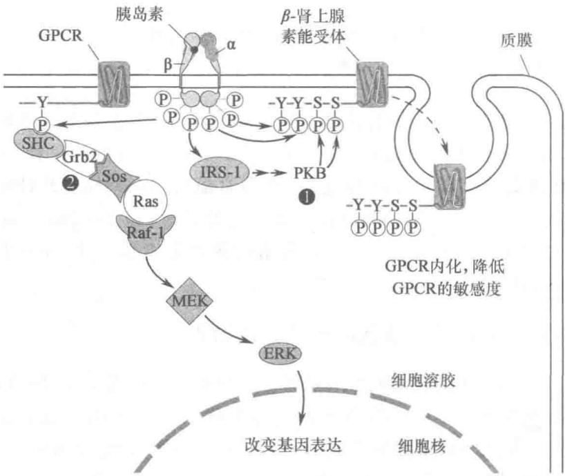 胰岛素受体与β2肾上腺素能受体的通讯
