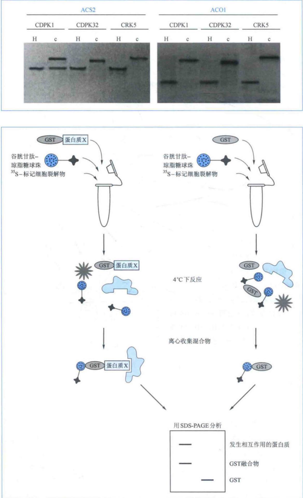 GST融合蛋白沉降技术流程