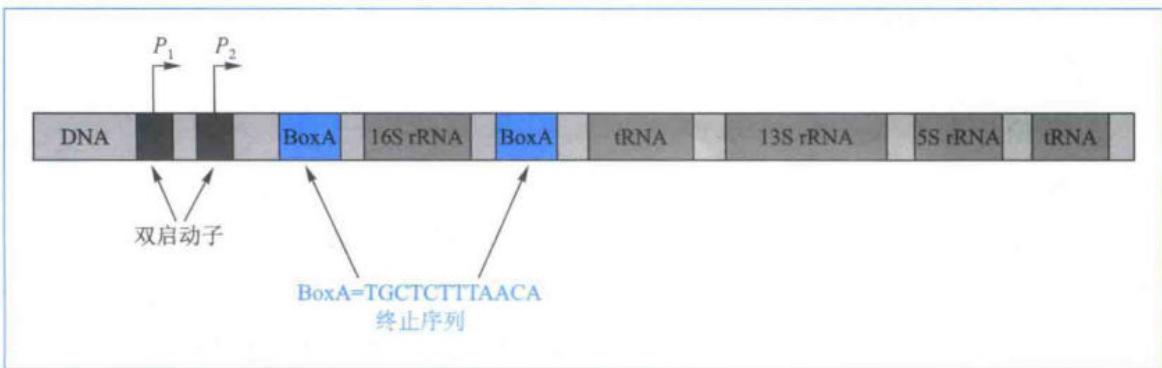 Nus抗终止因子参与rrn转录调控