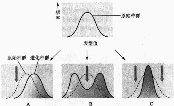 定向选择、分裂选择和稳定选择