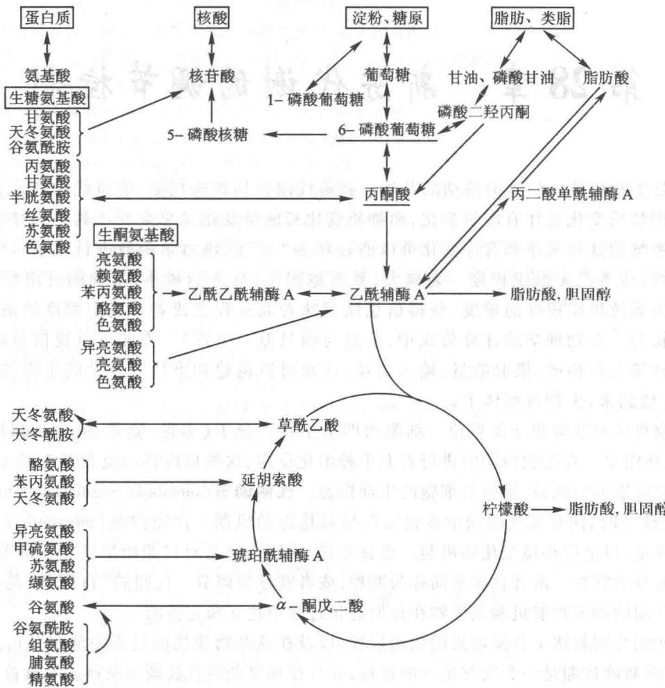 糖、脂质、蛋白质及核酸代谢的相互关系