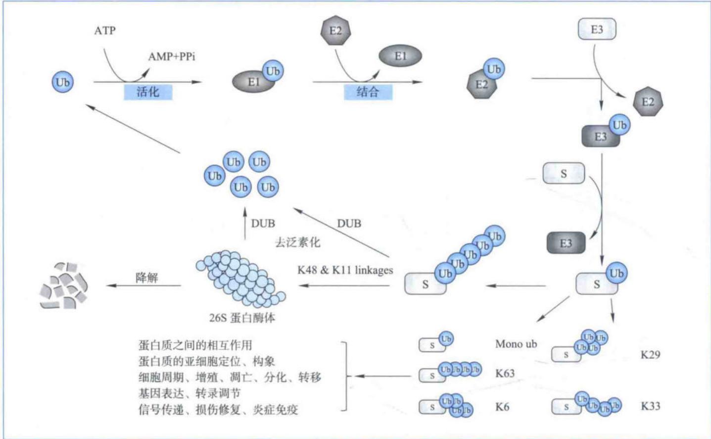 泛素化、去泛素化及其功能