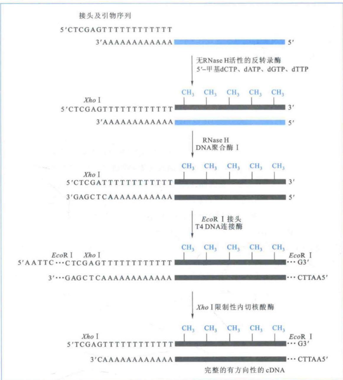 定向cDNA合成及分子修饰
