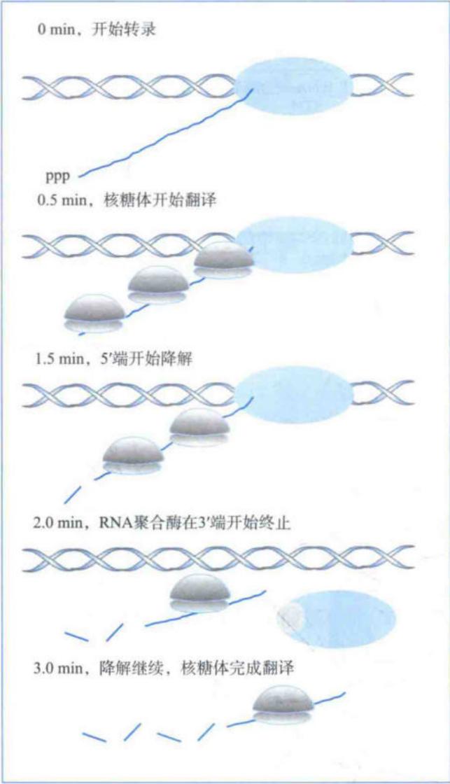 细菌中mRNA的转录、翻译和降解