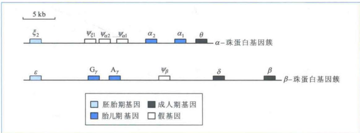 人alpha和beta-珠蛋白基因簇的排列与发育表达顺序