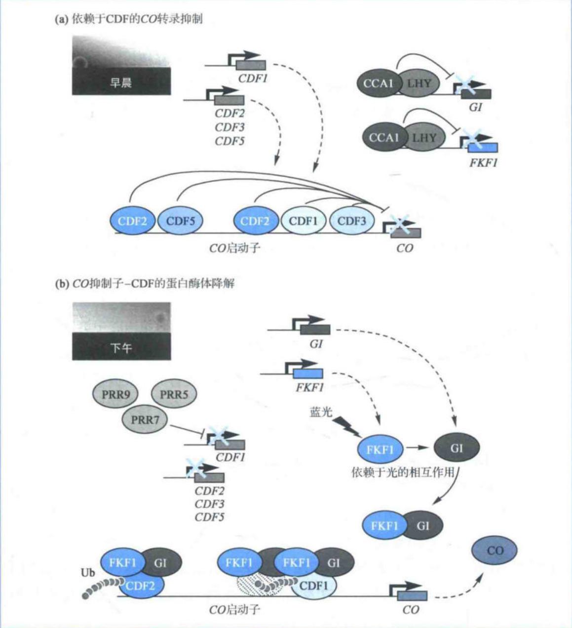 早晨CDF抑制CO而傍晚FKF1-GI降解CDF