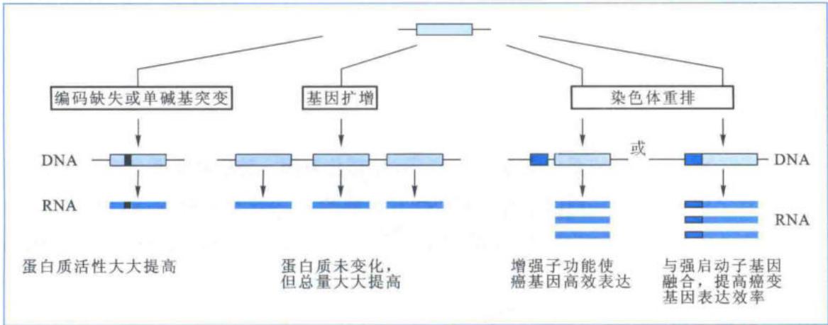 原癌基因转变为癌基因的主要途径